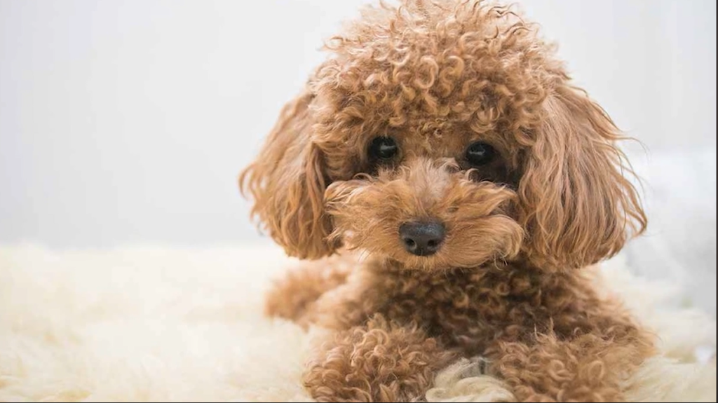 can dogs eat avocado