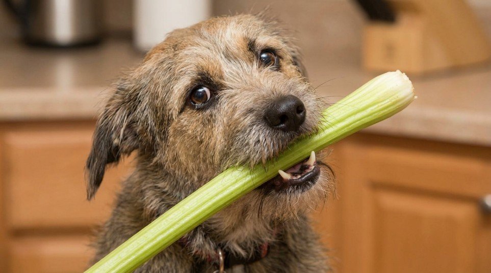 What Are the Risks of Feeding Celery to Dogs
