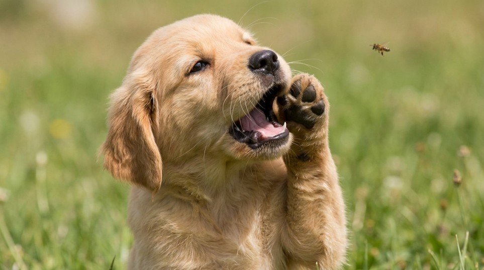 What Happens When a Dog Gets Stung by a Bee